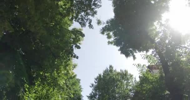 Över Trädtoppar Med Gröna Levande Blad Med Blå Himmel Bakgrunden — Stockvideo