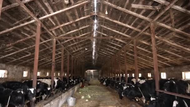 Milchkühe Fressen Heu Während Sie Eingezäunten Ställen Stehen Tierhaltung Milchwirtschaft — Stockvideo
