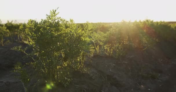 Landscape Plantation Green Carrot Bushes Organic Farming Growing Food Farm — Vídeos de Stock