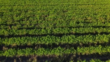 A field with a good crop of carrots on a sunny summer day