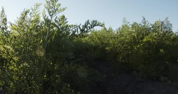 晴れた夏の日に畑で成長する緑のニンジンの茂み — ストック動画