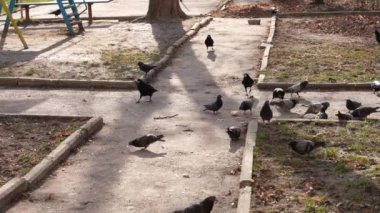 Vahşi güvercinler ve kargalar asfalttaki bayat ekmek kırıntılarını gagalarlar.