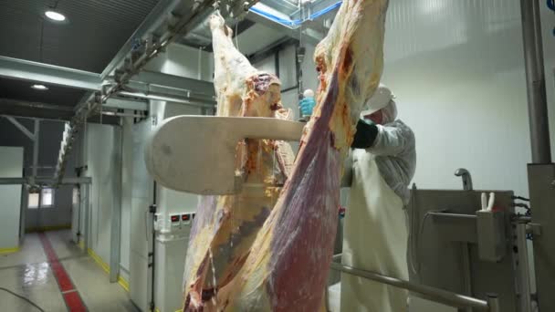 一只奶牛的尸体挂在一家肉类制造厂的钩子上 一个男人和一个保加利亚女人把它劈成两半 — 图库视频影像