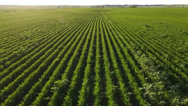 Campo Agrícola Donde Crece Gran Número Zanahorias Brotes Zanahoria Verde — Vídeo de stock