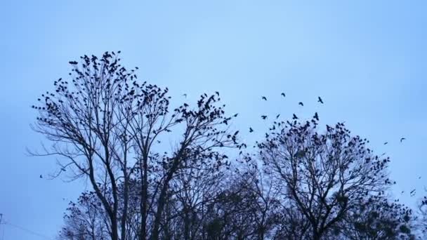 Una Bandada Cuervos Negros Sienta Sobre Las Ramas Gran Árbol — Vídeo de stock