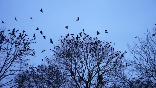 Σμήνη Πουλιών Κάθονται Στα Γυμνά Κλαδιά Ενός Δέντρου Χειμώνα Γκρι — Αρχείο Βίντεο
