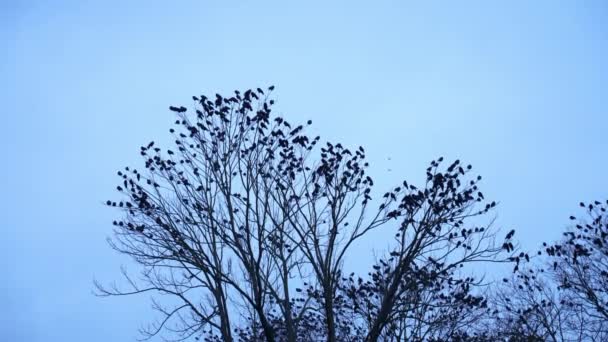 Flock Svarta Fåglar Trädtopparna Mot Blå Himmel Video För Vintersäsongen — Stockvideo
