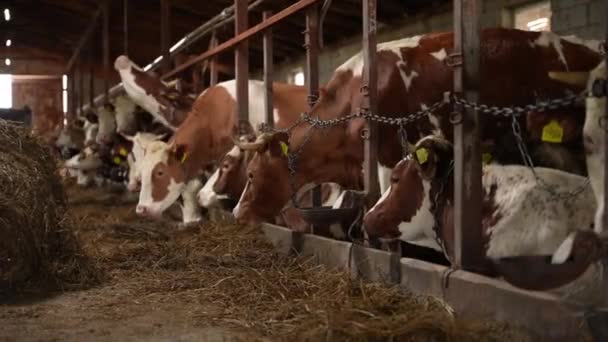 大規模な酪農場でシラージュを食べる牛 牛乳生産 — ストック動画