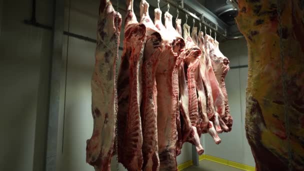 Carcaças Mortas Penduradas Ganchos Congelador Fábrica Processamento Carne — Vídeo de Stock