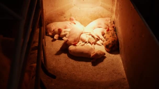 Quinta Porcos Criação Porcos Muitos Porquinhos Estão Dormir Alimentando Leitões — Vídeo de Stock