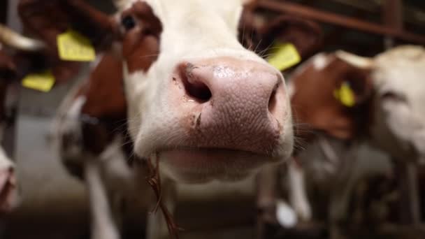 在农场喂奶牛 他们在谷仓里吃干草 一个现代化的奶牛场生产牛奶 畜牧业 谷仓里的动物 — 图库视频影像