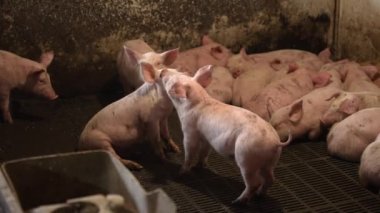 Kirli bir ahırda bir grup sağlıklı yeni doğmuş domuz.