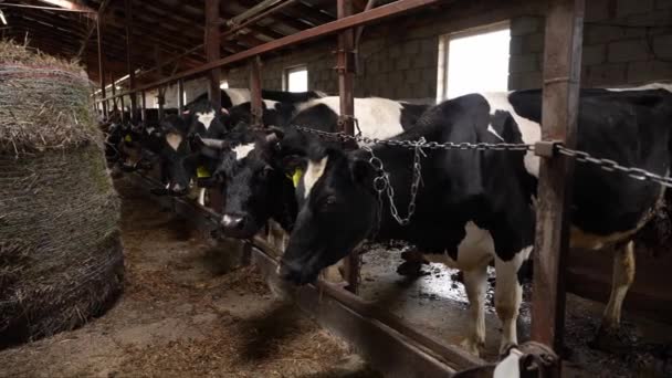 奶牛养殖和育肥农场 — 图库视频影像