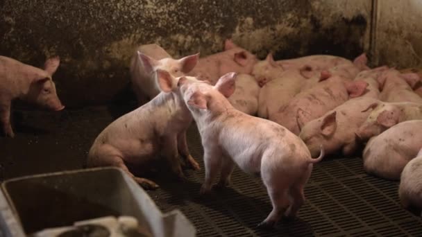 Grup Mici Porci Nou Născuți Sănătoși Într Hambar Murdar — Videoclip de stoc