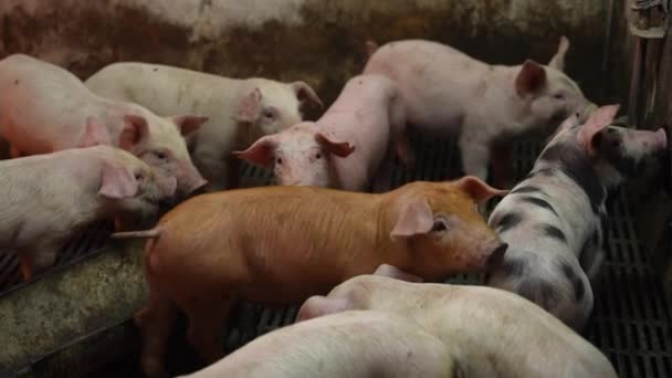 汚れた小屋の中に小さな新生児の豚のグループ 動物の虐待について — ストック動画