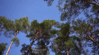 Gökyüzüne, çam ormanlarının dallarına ve koyu mavi gökyüzüne bakıyorum. Ağaçların gölgesinde güneşli bir yaz günü. Orman açıklığında zaman kaybı