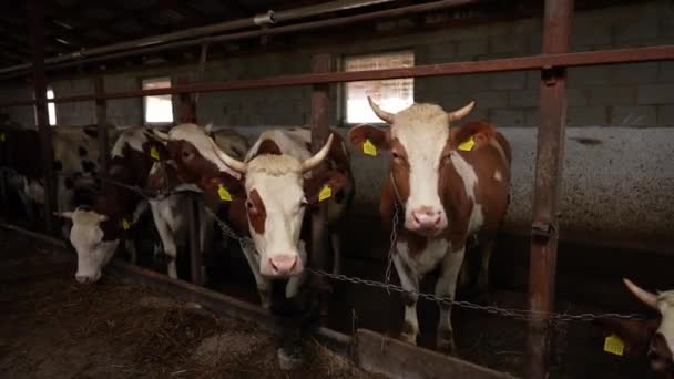 Mucche Marroni Bianche Mangiano Erba Secca Nella Stalla Nutrire Mucche — Video Stock