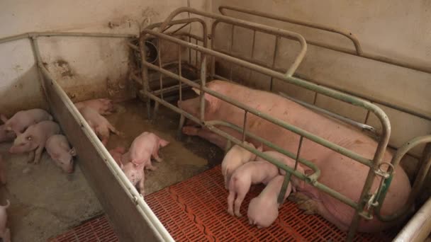 Свинья Отделена Своих Поросят Металлическим Забором — стоковое видео