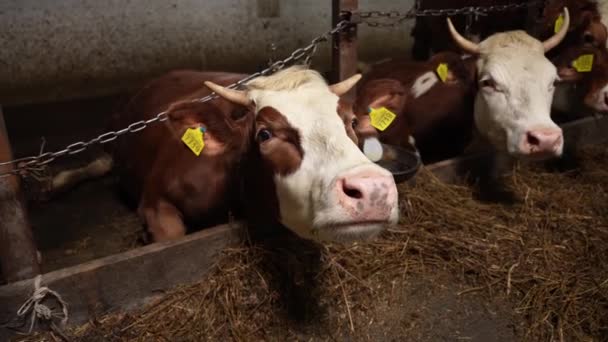 一头奶牛在地板上吃饲料的特写镜头 饲养牲畜以生产牛肉 为提高牛肉肉质而喂食动物 — 图库视频影像