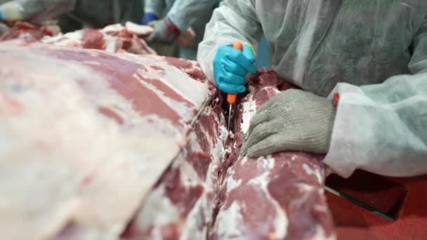 Pabrik Daging Seorang Pekerja Memisahkan Pisau Bahu Sapi Dari Tubuh — Stok Video
