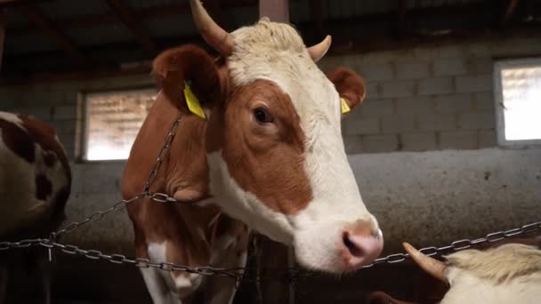 为提高牛肉肉质而喂食动物 Barn — 图库视频影像