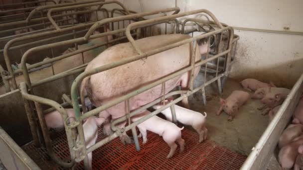 Prosięta Hodowlane Gospodarstwie Trzody Chlewnej Przeznaczone Produkty Mięsne — Wideo stockowe