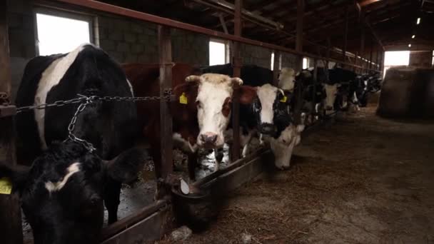 有标记的奶牛被拴在肮脏拥挤的谷仓里 动物权利专题 — 图库视频影像