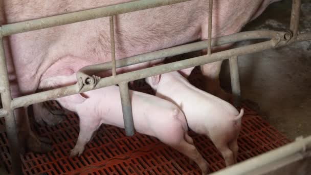 Babi Kecil Makan Susu Ibu Close Seekor Babi Besar Tergeletak — Stok Video