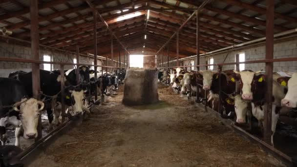 Krmení Krav Farmě Jedí Seno Stodole Moderní Mléčná Farma Produkce — Stock video