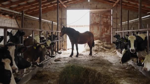 在农场饲养奶牛以生产肉类和奶制品 — 图库视频影像