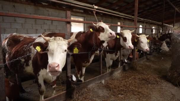 健康美丽的母牛 头戴耳标 站在农场的一排 — 图库视频影像