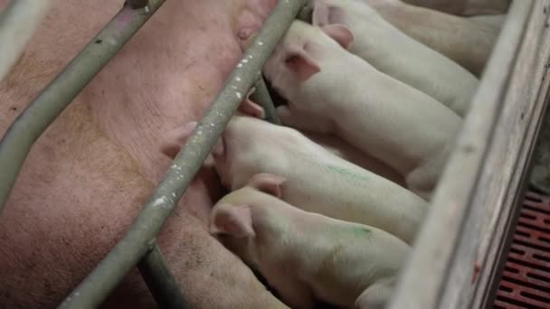 Pig Feeds Her Brood Little Pink Piglets — Stock Video
