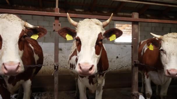一头棕色奶牛的特写镜头 它的耳朵上贴着标签 站在一个摊位上看着摄像机 牛棚马厩里的牛 动物农场 — 图库视频影像