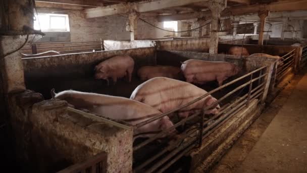 Condiciones Duras Para Manejo Animales Domésticos Granja Cerdos Una Sucia — Vídeo de stock