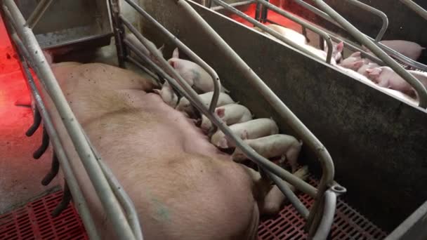 新生児の若い子豚が農場で母親の胸を吸う — ストック動画