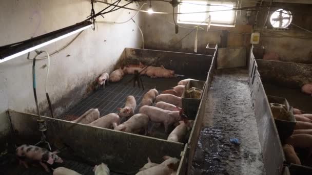 Ferkel Auf Dem Viehhof Schweinezucht — Stockvideo