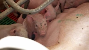 Domuzlar emziriliyor ve organik çiftlikteki domuz ahırında anne domuzdan süt içiyorlar.