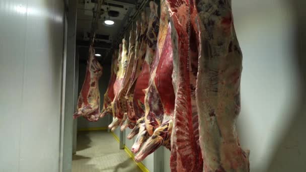 さらに加工やスライスを待つ店では 牛肉の死体が吊るされています 現代の屠殺場だ 肉切りワークショップ 工業用食肉加工工場 — ストック動画