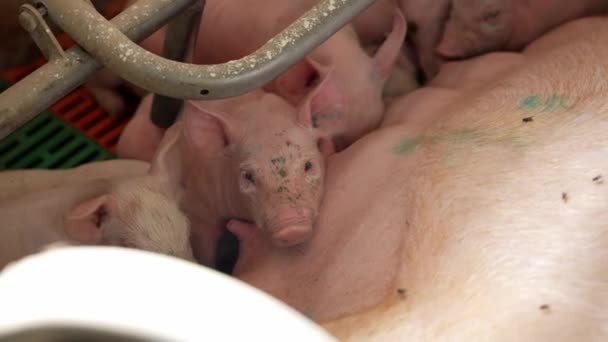 Varkens Worden Gezogen Drinken Melk Van Moedervarken Een Varkensstal Biologische — Stockvideo