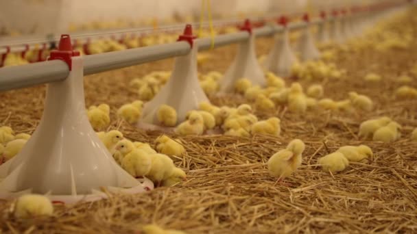 Neugeborene Küken Der Geflügelfarm Automatische Futterautomaten Und Viele Kleine Hühner — Stockvideo