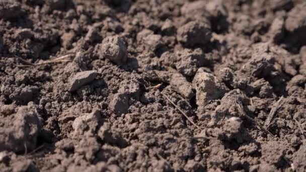 植生のない肥沃な耕起 冬の準備 農地の肥沃な土壌の塊 — ストック動画