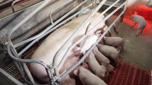 幼い豚は地面に寝そべっているときに母親の種を容易に食べる 豚たちは彼女の歯を食いしばって食べ物を探し — ストック動画