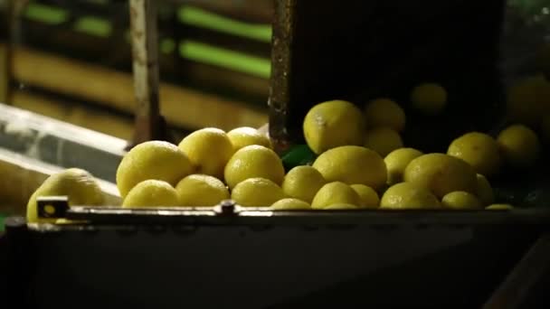 Bitki Taşıyıcılarındaki Limonlar Otomatik Olarak Yıkanır Sıralanır — Stok video