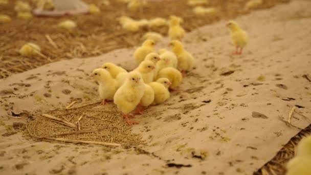 Birçok Küçük Piliç Birbirinin Etrafında Güneşleniyor Tavuk Çiftliği — Stok video