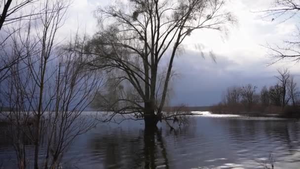 树木泛滥成灾 春天的洪水淹没在河里 河水从河岸涌了出来 淹没了森林 — 图库视频影像