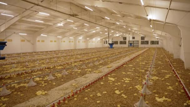 一个有许多小鸡的现代化家禽饲养场的内部 一只可爱的小肉鸡躺在一家大鸡舍的干草上 喂鸡自动化技术 — 图库视频影像