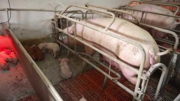 Quinta Animais Com Porcos Cor Rosa Porcas Caixas Gestação Indústria — Vídeo de Stock