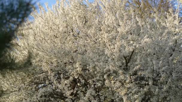 Krásná Kvetoucí Třešeň Jaře Sadu Velký Starý Strom Rozkvětu — Stock video