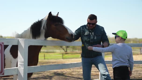 Pai Filho Alimentam Uma Grama Cavalo Branco Livre Verão Imagens — Vídeo de Stock