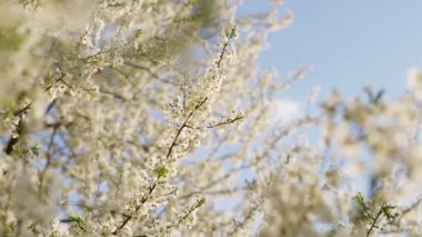 İlkbaharda çiçekli kiraz dalı. Kirazlı güzel Japon ağacı dalı. - Beyaz. Bahar çiçekleri. Kiraz